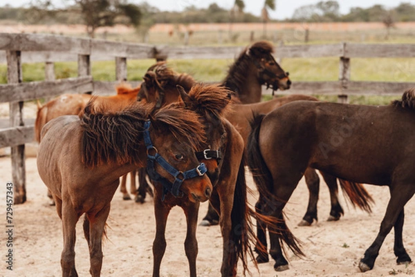 Obraz brown ponies playing in corral