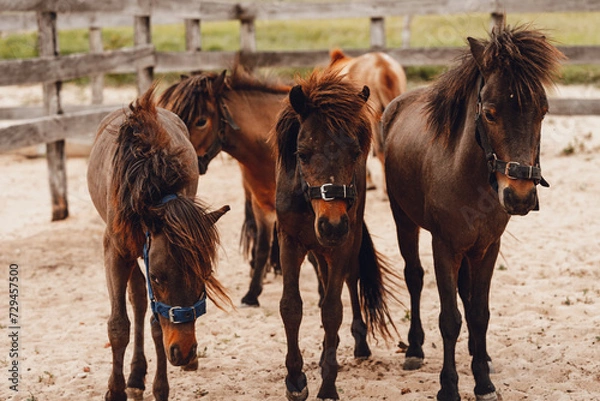Obraz brown ponies playing in corral