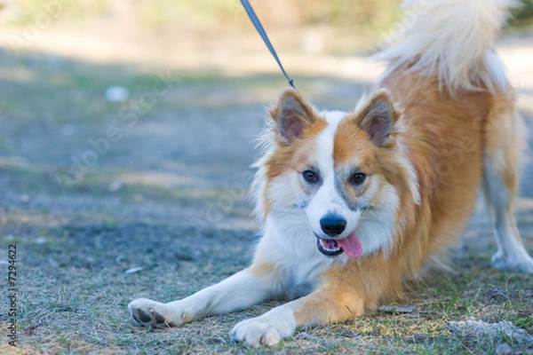 Obraz Friendly relaxed dog