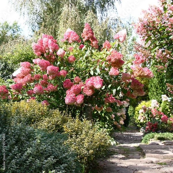 Fototapeta Bushes of a hydrangea paniculata during flowering are a garden ornament.