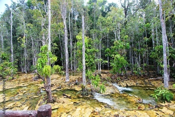 Fototapeta Dschungel