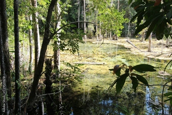 Fototapeta Dschungel