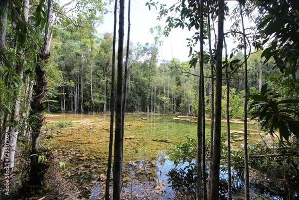 Fototapeta Dschungel