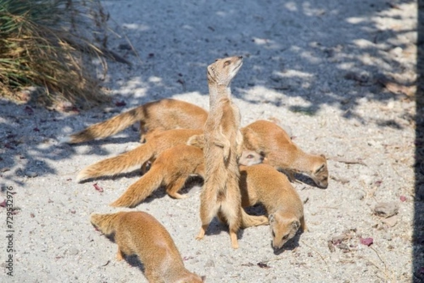 Obraz Mongooses in the sand