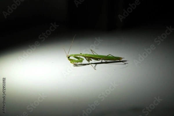 Fototapeta Praying mantis green