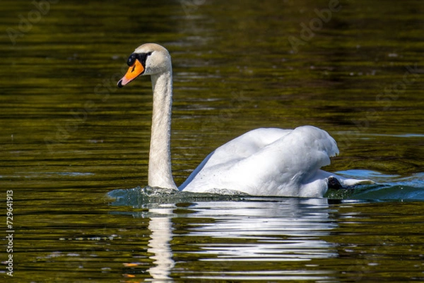 Obraz Mute swan, Cygnus olor swimming on a lake in Munich, Germany
