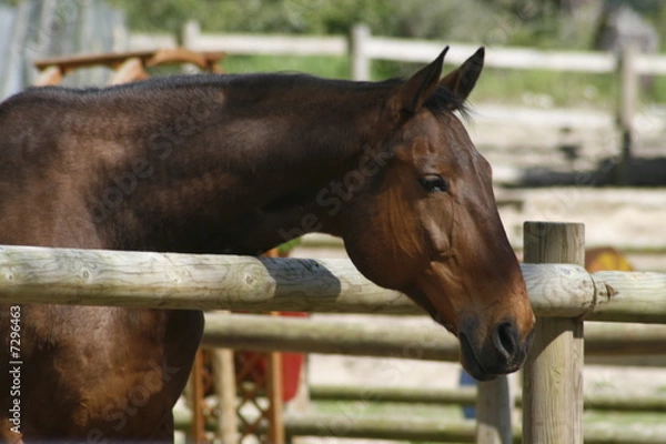 Obraz cheval brun