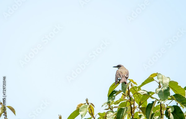 Obraz passaro no galho