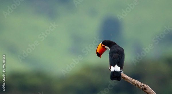 Obraz tucano e a natureza