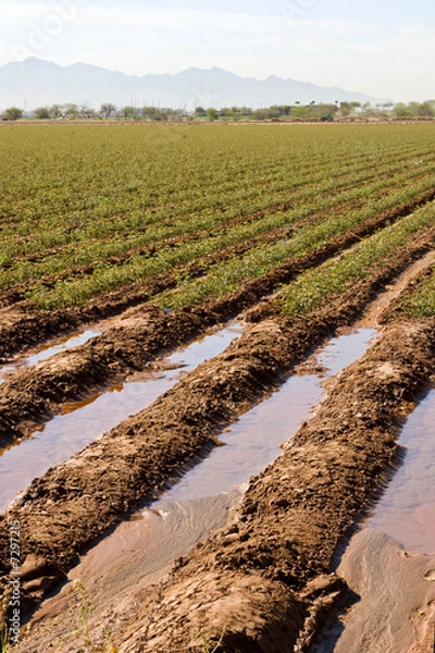 Obraz Spring Planting