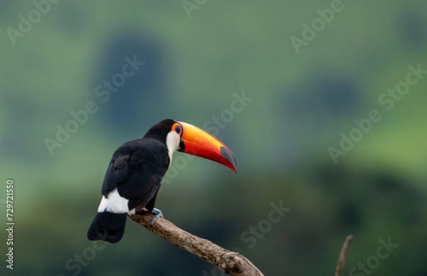 Obraz tucano e a natureza