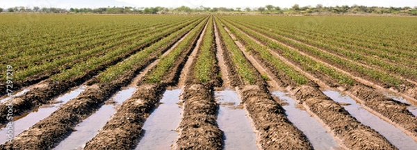 Obraz Spring Planting