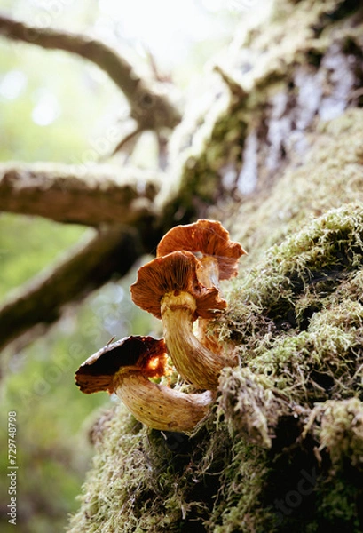 Fototapeta Mushroom on side of tree looking up