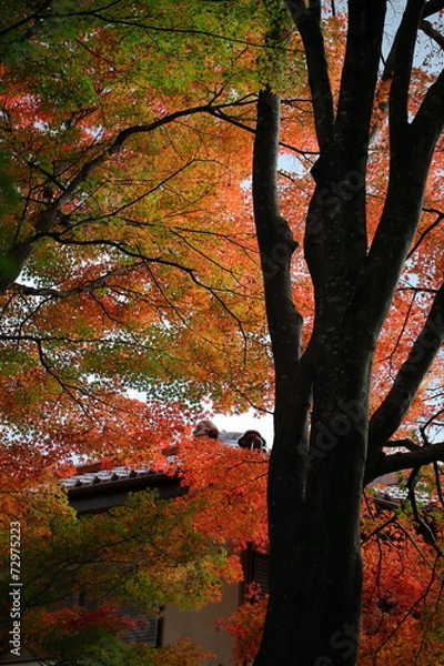 Fototapeta landscape