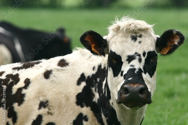 Obraz vache 6