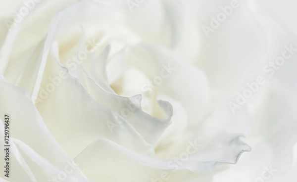 Obraz White rose flower petals. Abstract floral background. Soft focus.