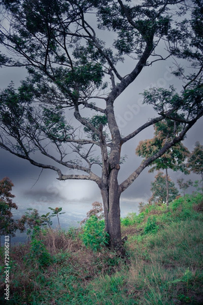Obraz trees in the fog