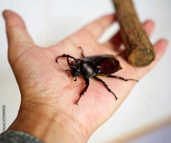 Obraz bug on the palm