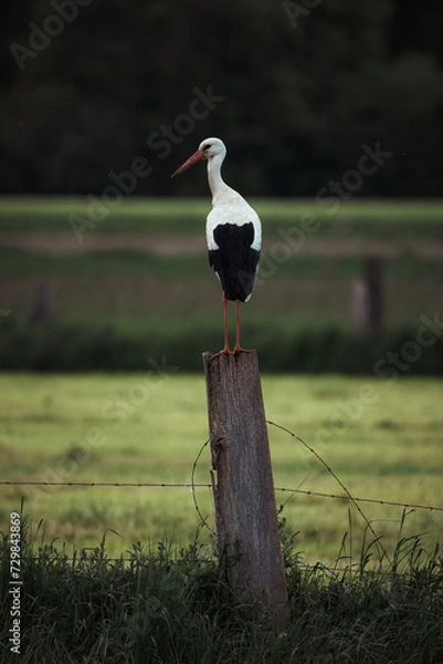 Obraz Storch auf Stickel
