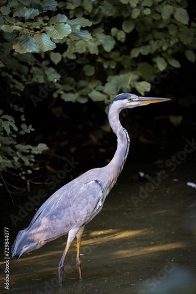 Obraz Graureiher beim Jagen