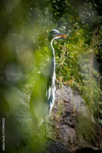Fototapeta Graureiher beim Ansitz