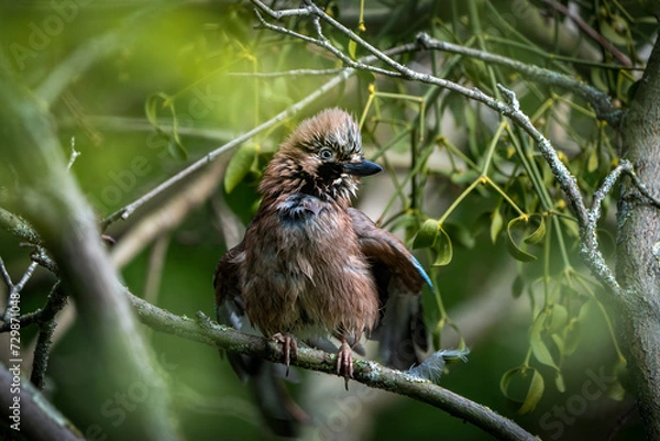 Fototapeta Eichelhäher auf Ast