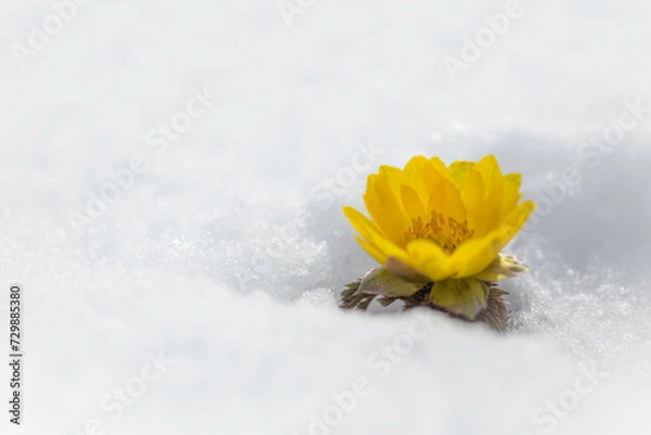 Fototapeta 春を告げる福寿草