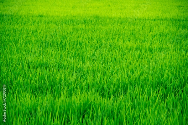 Fototapeta 田んぼ