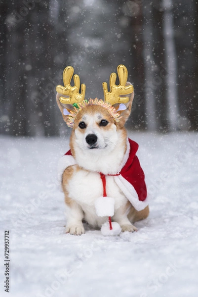 Fototapeta dog in winter