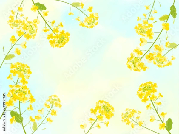 Obraz 菜の花の背景イラスト