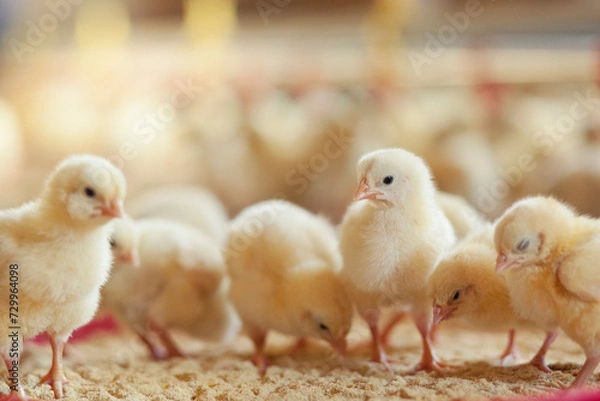 Obraz Little chicken feeding at the farm