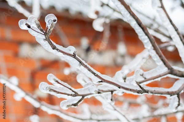 Fototapeta Icy branches of apple trees
