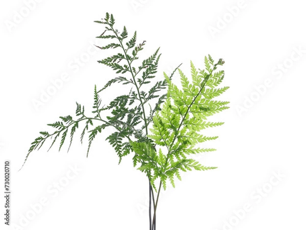 Obraz Green fern isolated on white background