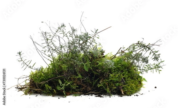 Obraz Green moss and grass isolated on white background