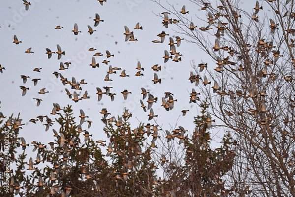 Fototapeta Bergfinkenschwarm