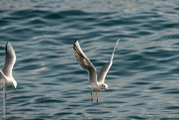 Fototapeta kittiwake,seagull