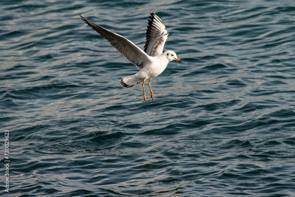 Fototapeta kittiwake,seagull