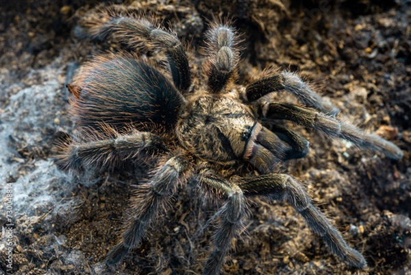 Obraz Cuban bronze tarantula Phormictopus auratus