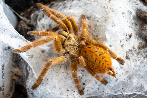 Obraz Orange baboon tarantula Pterinochilus murinus