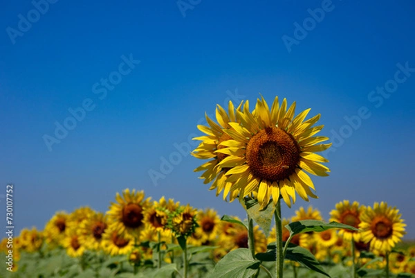 Fototapeta ひまわり畑