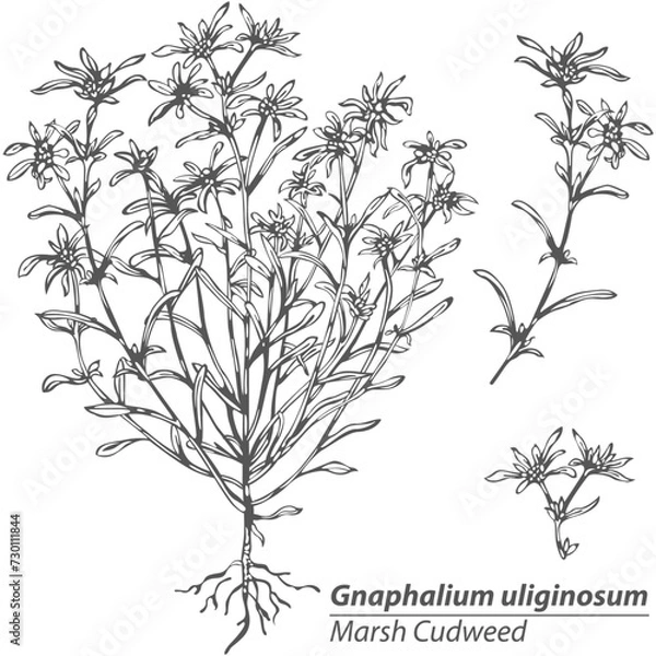 Fototapeta Vector of Marsh Cudweed
