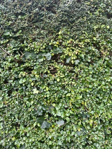 Fototapeta leaves background