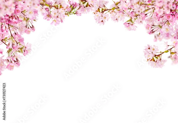 Fototapeta Fresh bright pink cherry blossom flowers on a tree branch in spring, sakura springtime season, isolated against a transparent background.