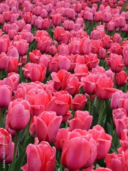 Obraz beautiful tulips field in