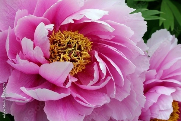 Obraz Peony - Closeup