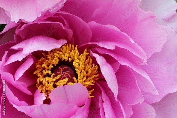 Obraz Pink peony - Closeup