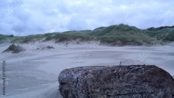 Obraz Duinen Treibholz