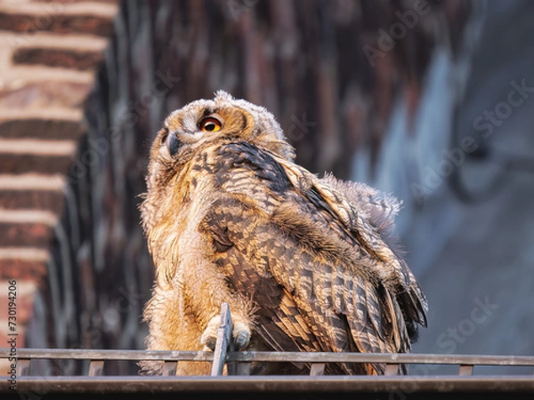 Obraz Junger Uhu beim Beobachten