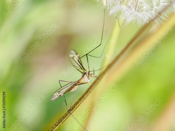 Obraz Schnacke in Wiese 