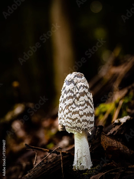 Fototapeta Pilz im Wald